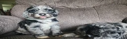 Mini Sheepadoodle dogs for sale: Cosmo - Ad 15