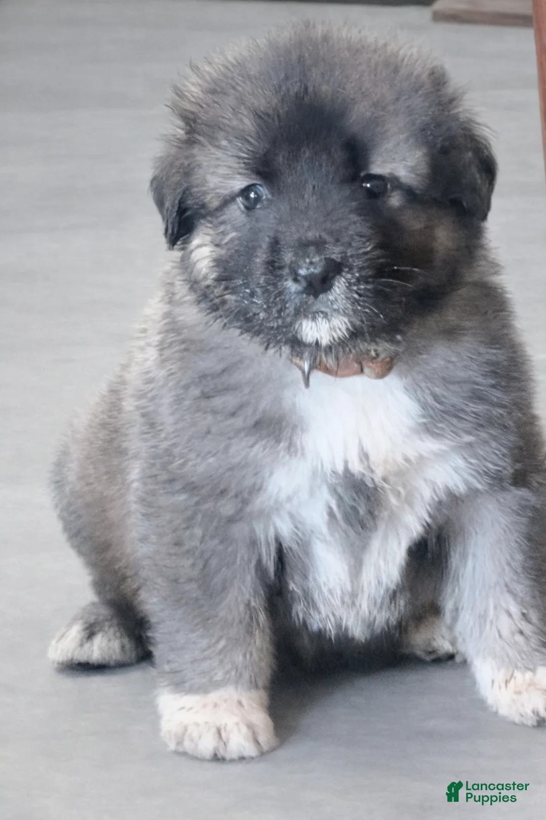 Caucasian Shepherd Dog dogs for sale: Wynter~ Caucasian Shepherd Dog Puppy 3 - Ad 1