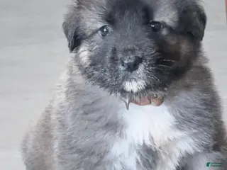 Caucasian Shepherd Dog dogs Wynter~ Caucasian Shepherd Dog Puppy 3 - Ad 2