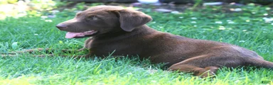 Labrador Retriever Puppy 1