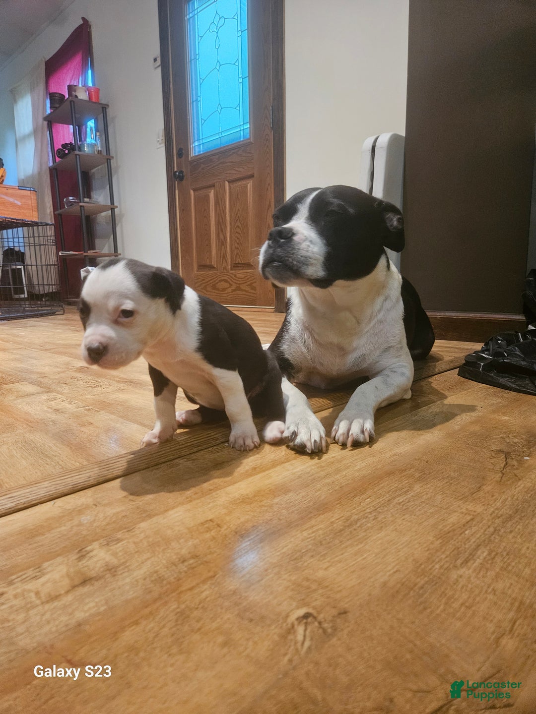 Mixed Breed dogs for sale: Star - Ad 2