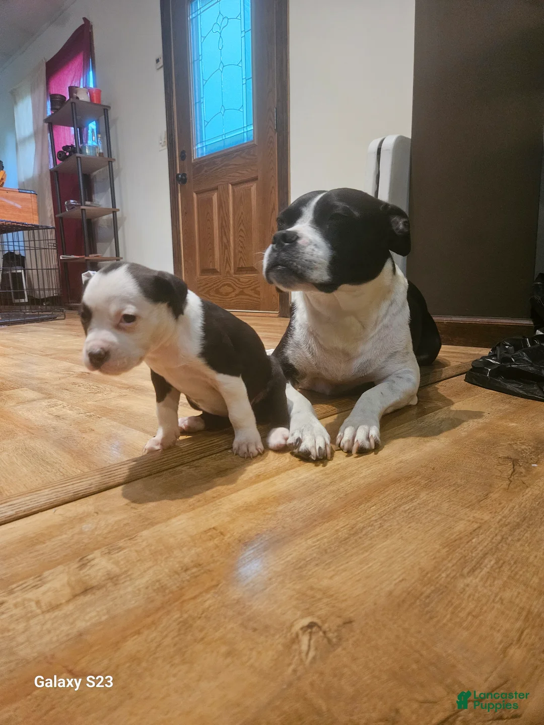Mixed Breed dogs for sale: Star - Ad 2