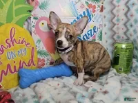 Chihuahua dogs Emmanuell [Brindle] - Ad 19