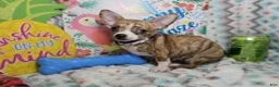 Chihuahua dogs for sale: Emmanuell [Brindle] - Ad 1