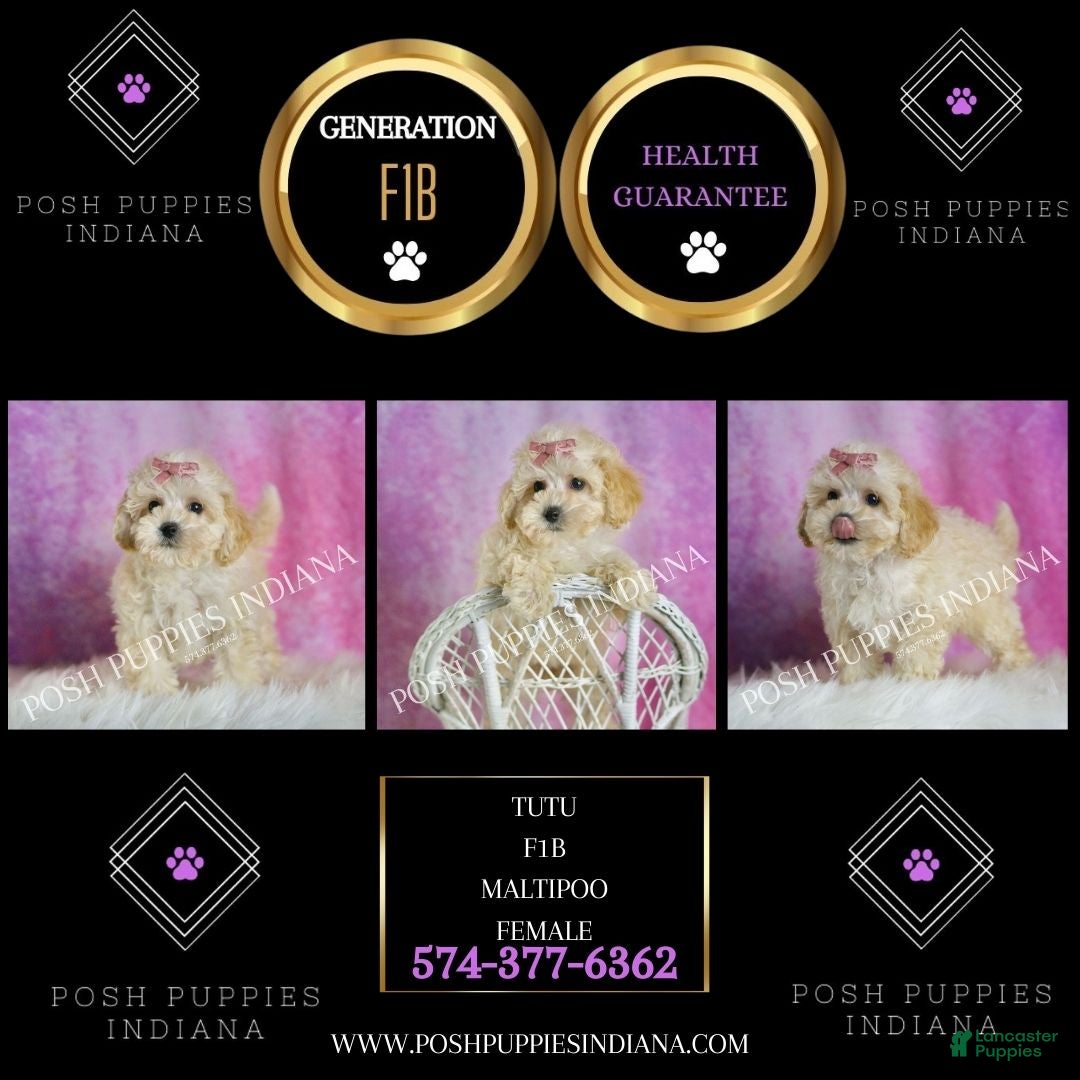 Maltipoo dogs for sale: Tutu - Ad 2