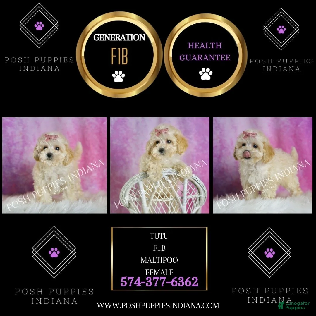 Maltipoo dogs for sale: Tutu - Ad 2