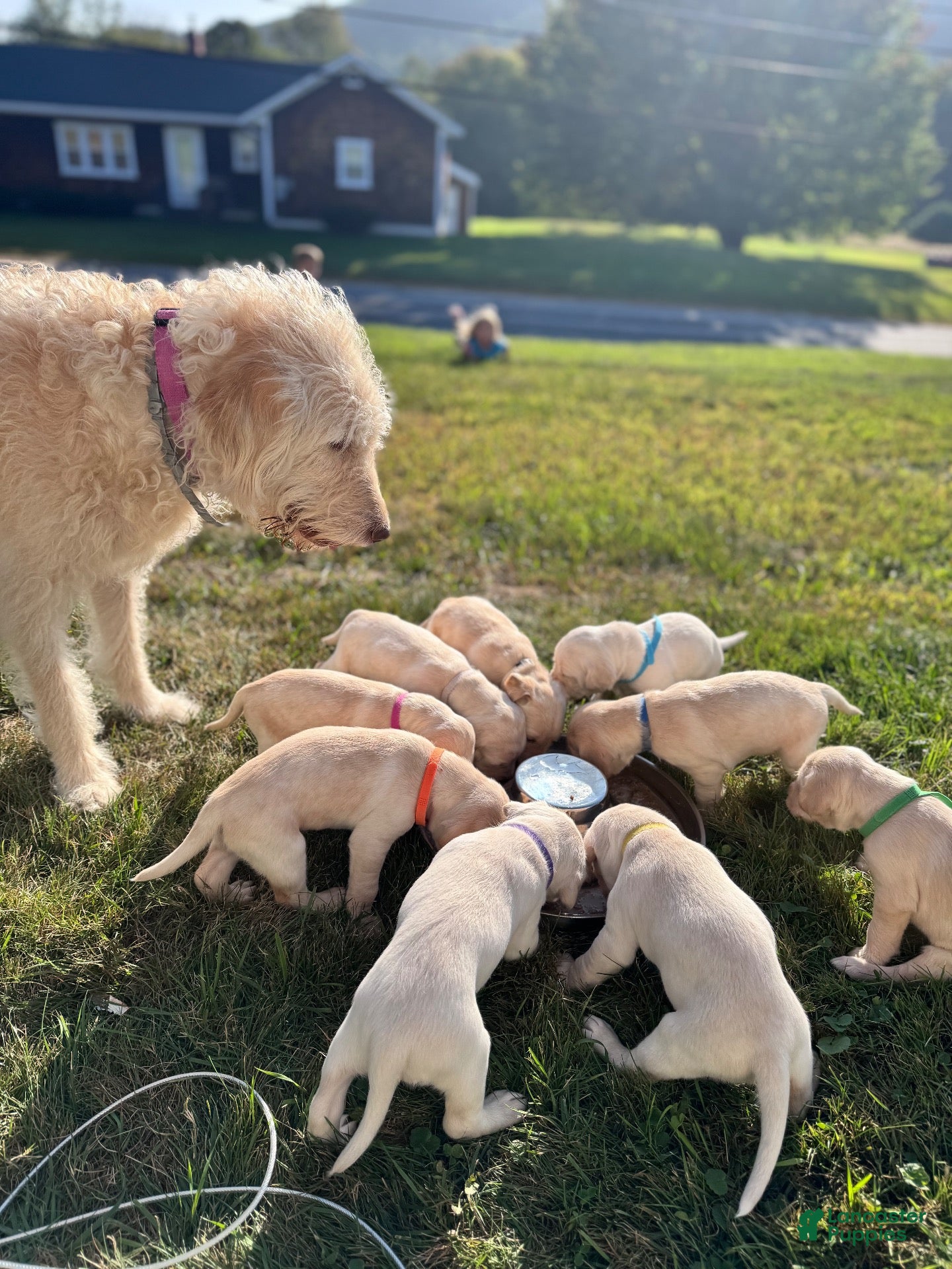 Labradoodle dogs Labradoodle 1 - Ad 42