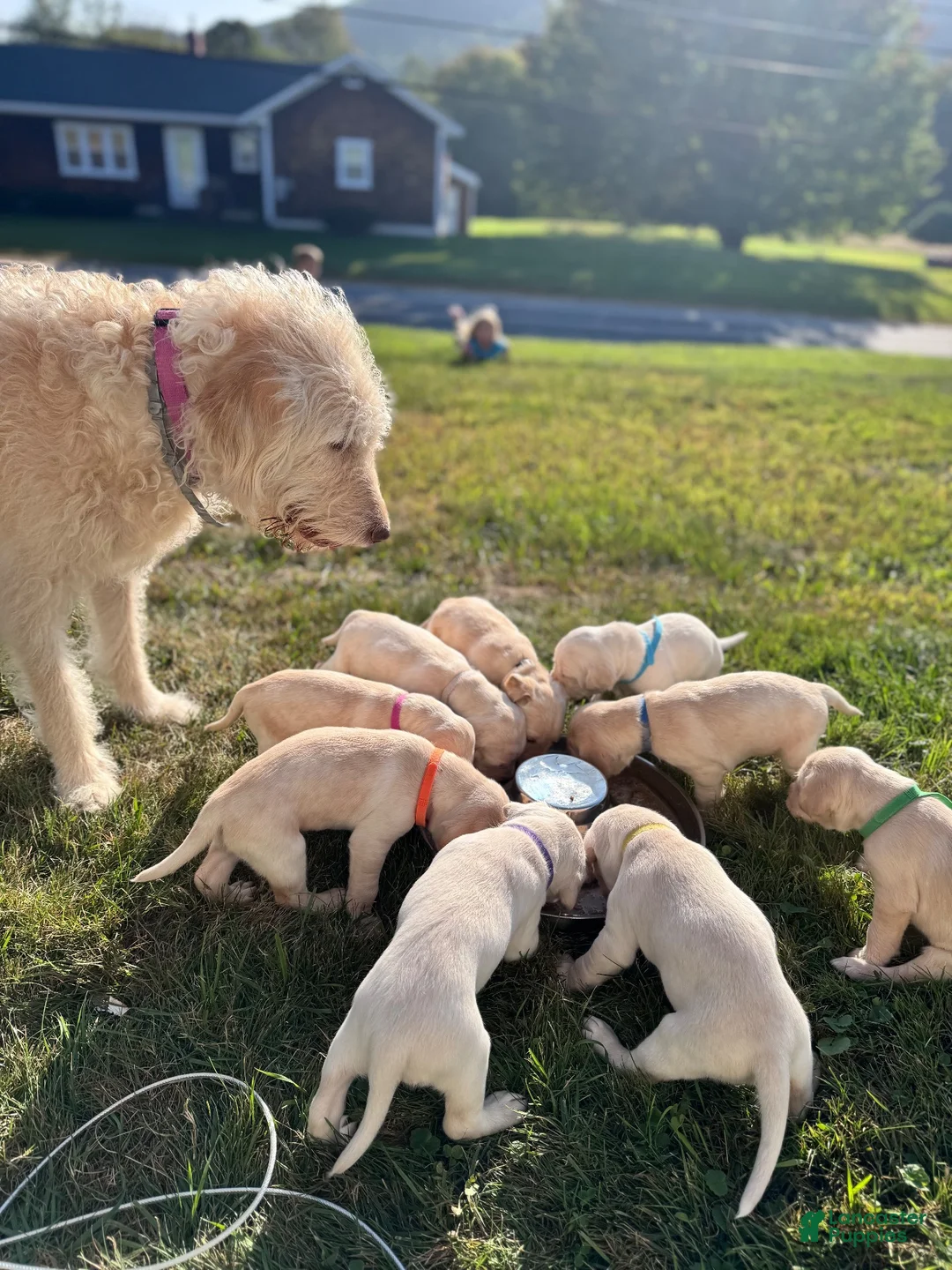Labradoodle dogs for sale: Labradoodle 1 - Ad 1