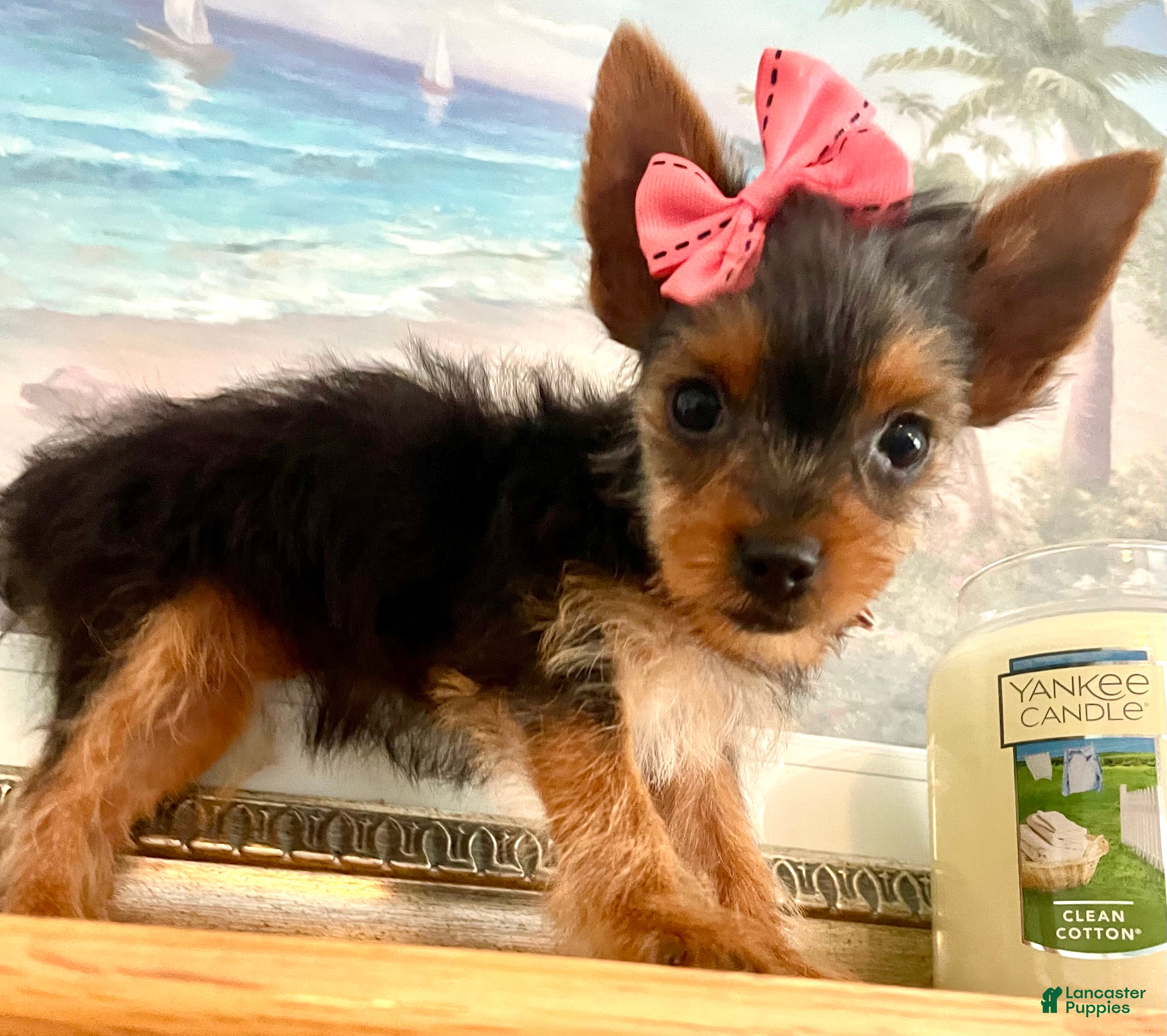 Yorkshire Terrier dogs Queenie (teacup) - Ad 2
