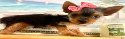 Yorkshire Terrier dogs for sale: Queenie (teacup) - Ad 2