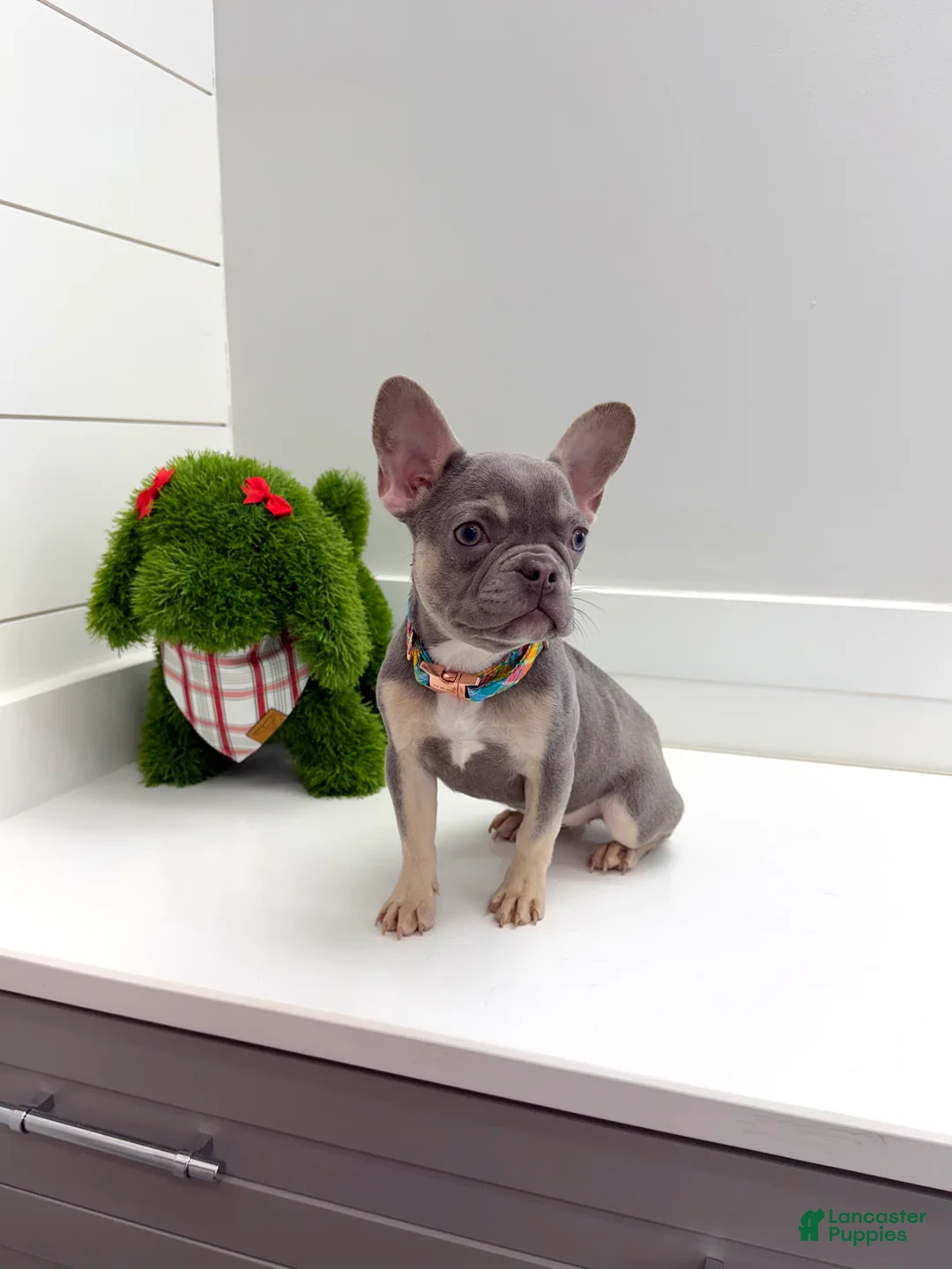 French Bulldog dogs for sale: Charlotte - Ad 3