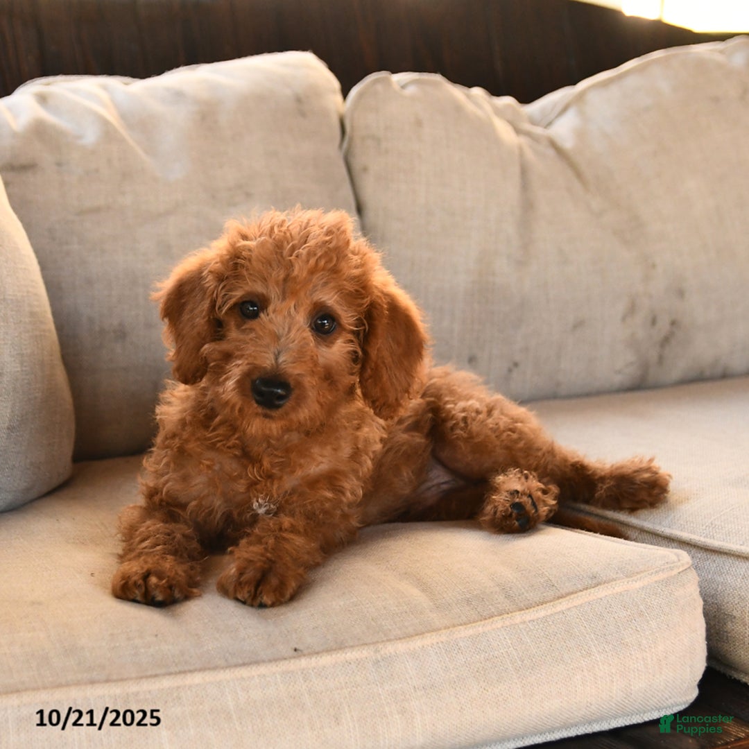 Miniature Labradoodle dogs for sale: Rusty - Ad 8