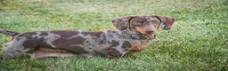 Dachshund dogs for sale: Macchiato - Ad 10