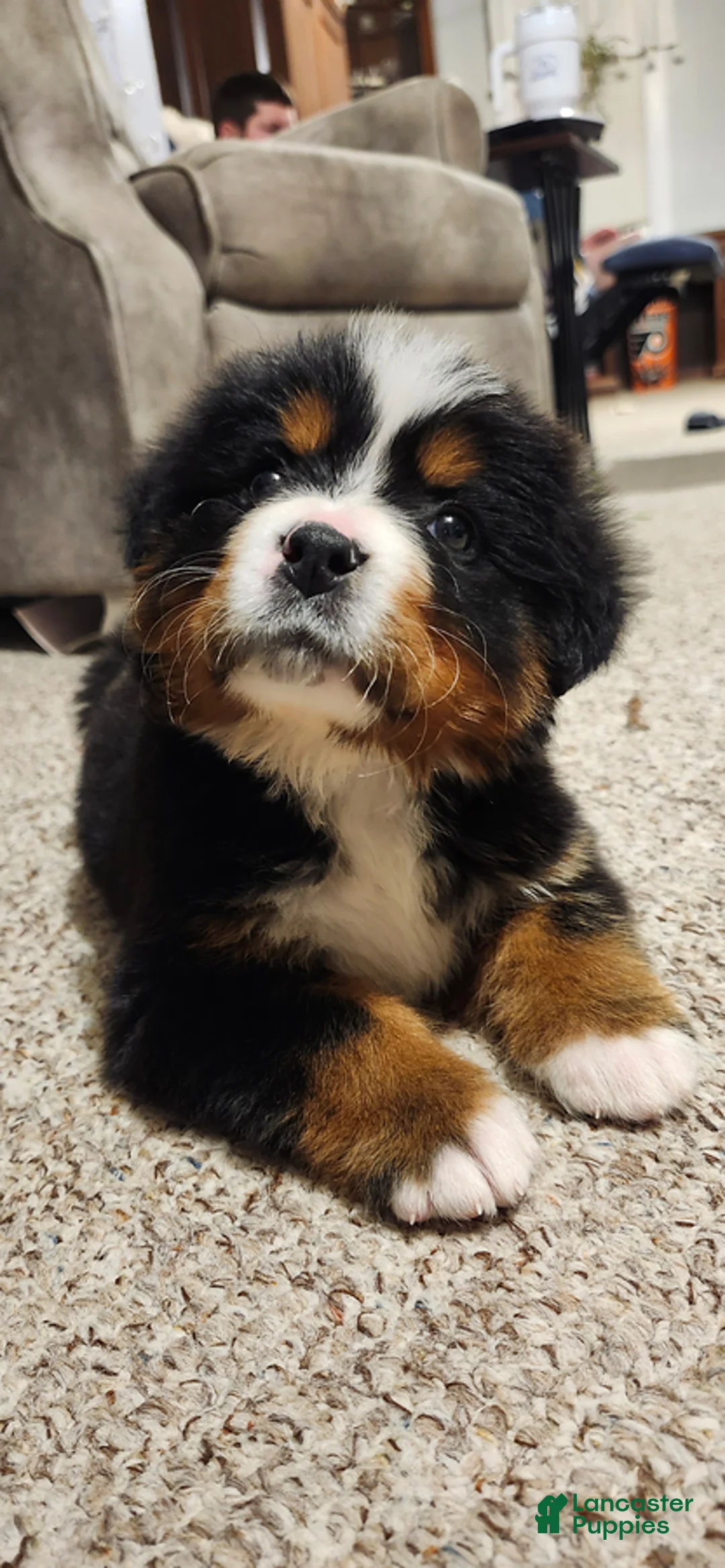 Bernese Mountain Dog dogs for sale: Brinlee - Ad 1