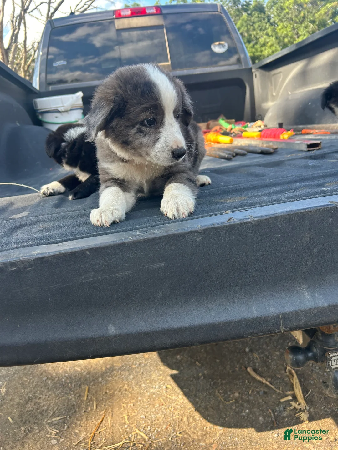 Miniature Australian Shepherd dogs for sale: Captain  - Ad 2