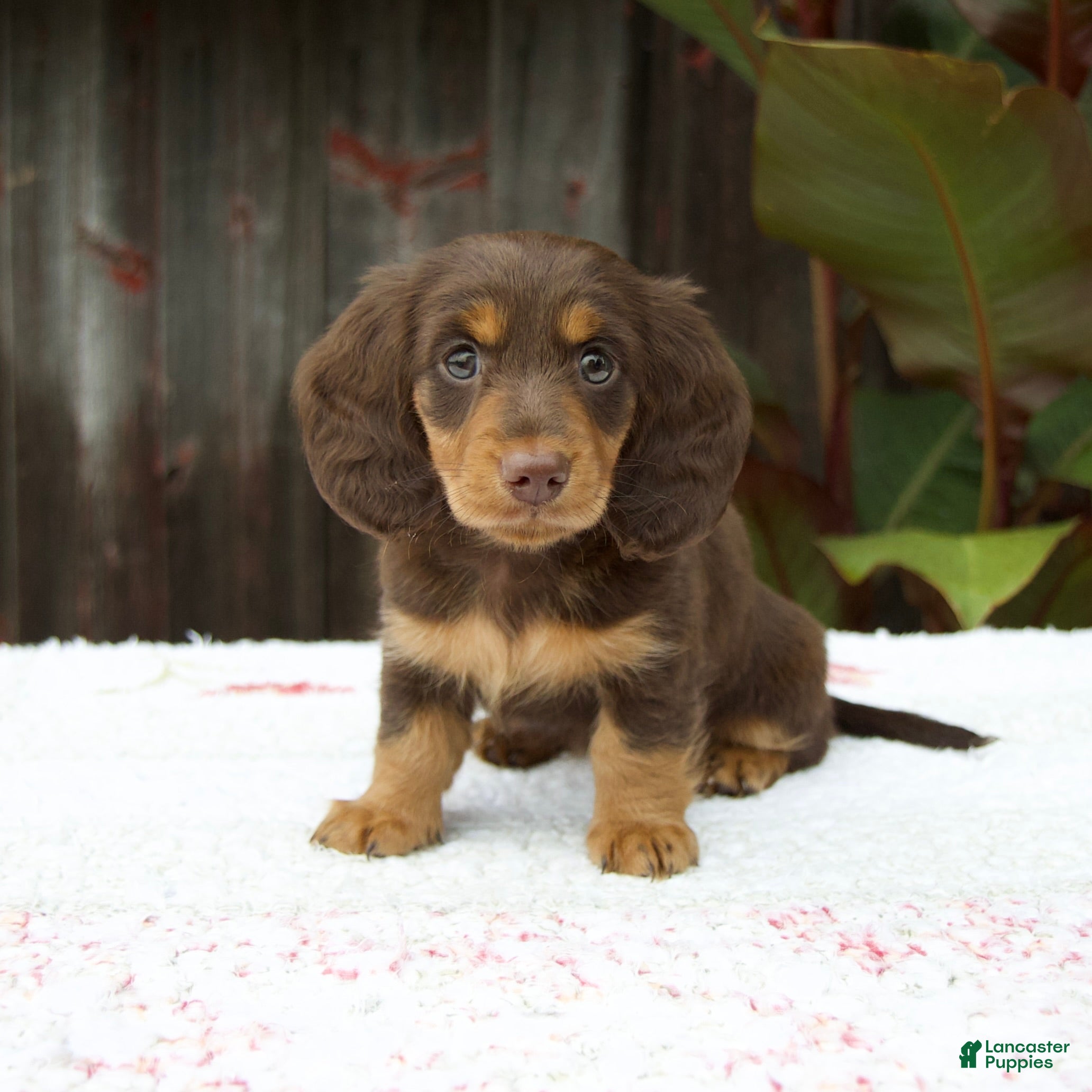 Miniature Dachshund dogs Ava - Ad 1