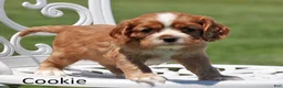 Cockalier dogs for sale: Cookie - Ad 4