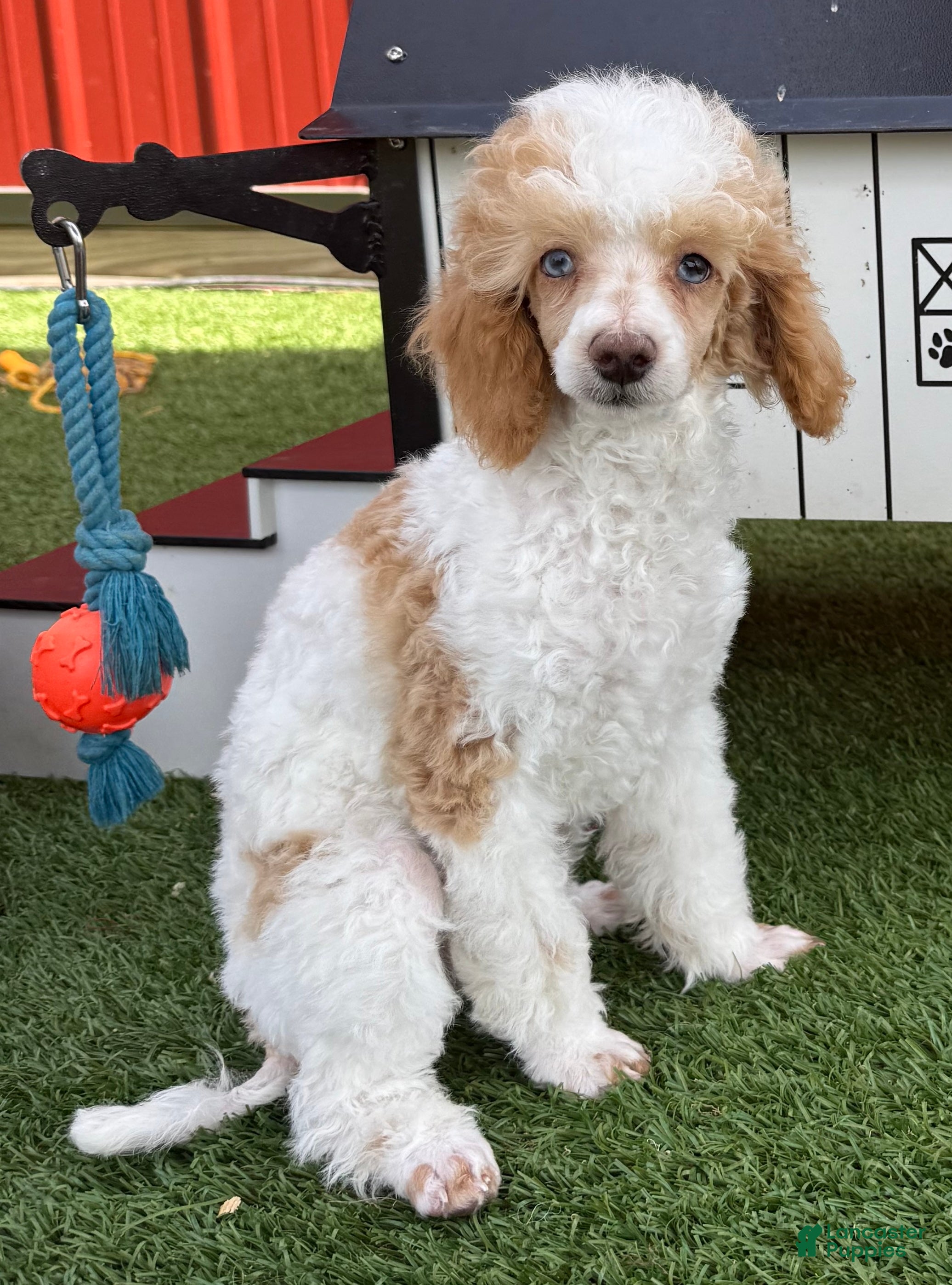 Miniature Poodle dogs Graham Miniature Poodle Puppy  - Ad 1