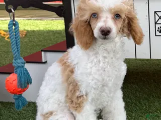 Miniature Poodle dogs for sale: Graham Miniature Poodle Puppy - Ad 4