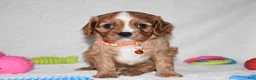 Cavalier King Charles Spaniel dogs for sale: Piper - Ad 9