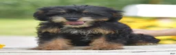 Yorkiepoo dogs for sale: Adora - Ad 2