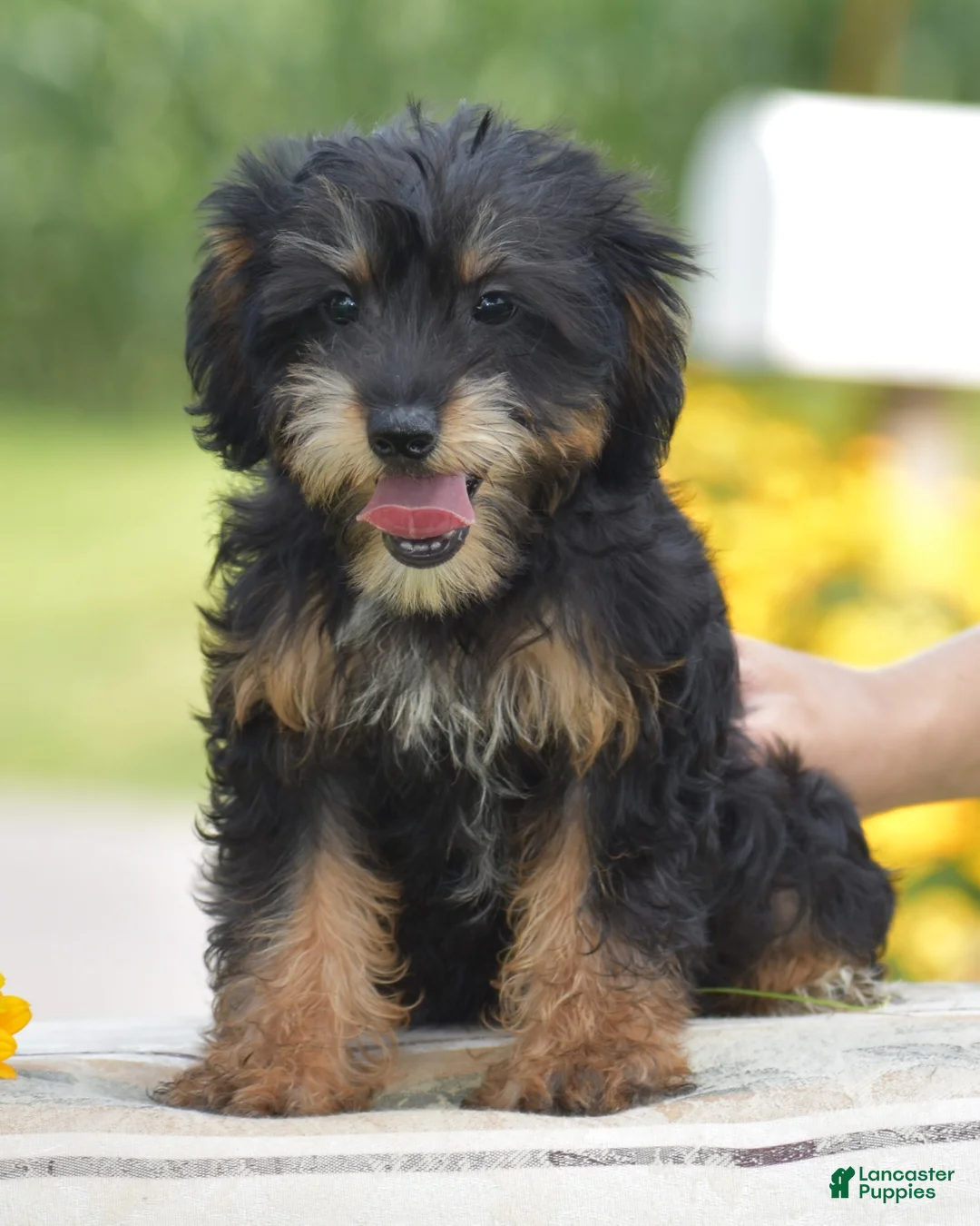 Yorkiepoo dogs for sale: Adora - Ad 2