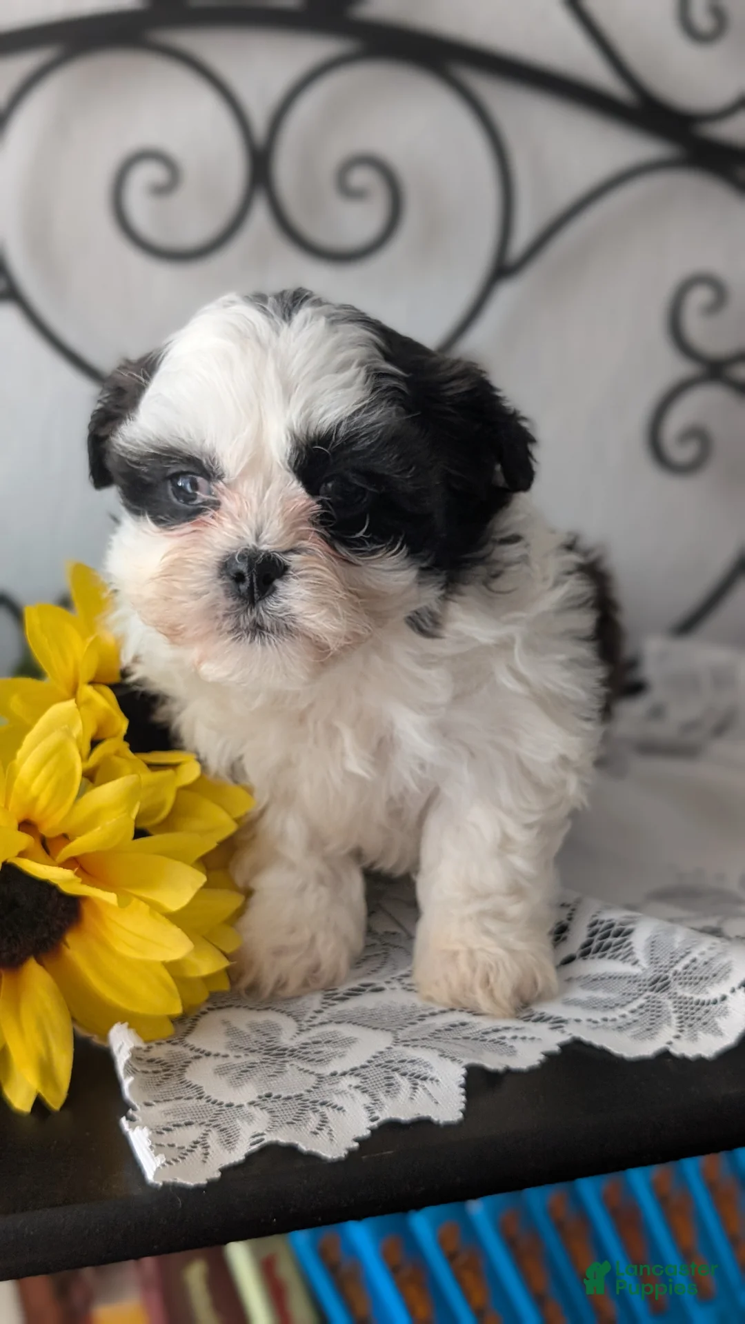 Teddy Bear dogs for sale: Izzy - Ad 7