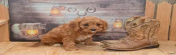 Cavapoo dogs for sale: Lassie - Ad 4