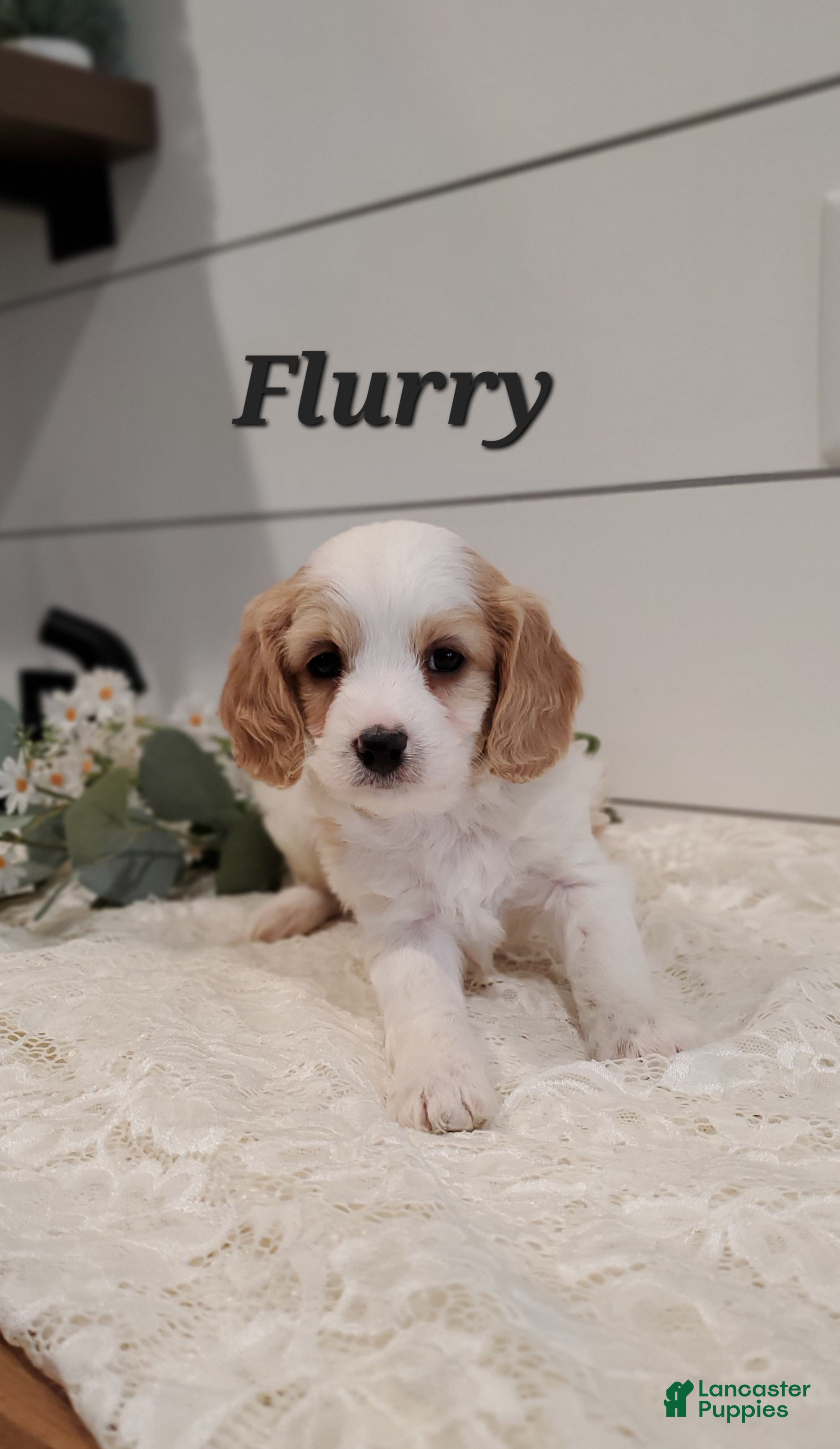Cavapoo dogs Flurry  - Ad 13