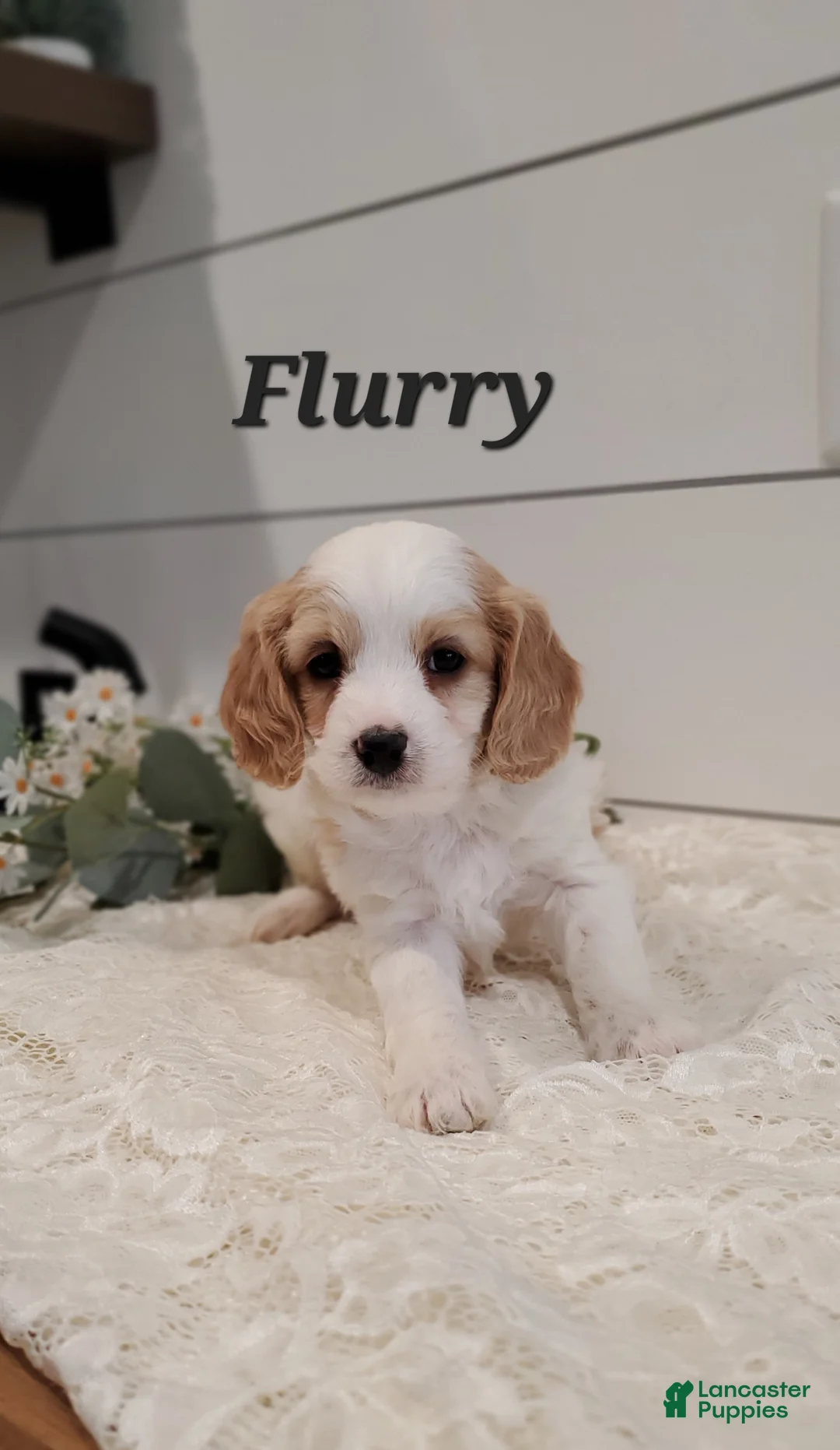 Cavapoo dogs for sale: Flurry  - Ad 4