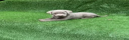 Labrador Retriever dogs for sale: Chloe - Ad 8