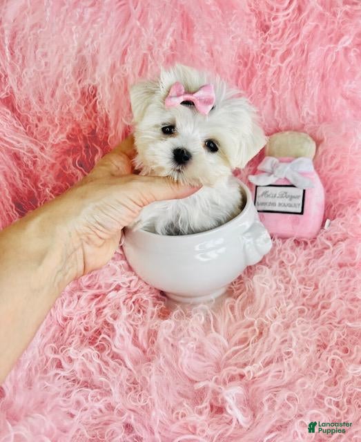 Maltese dogs Maltese Puppy 1 - Ad 1