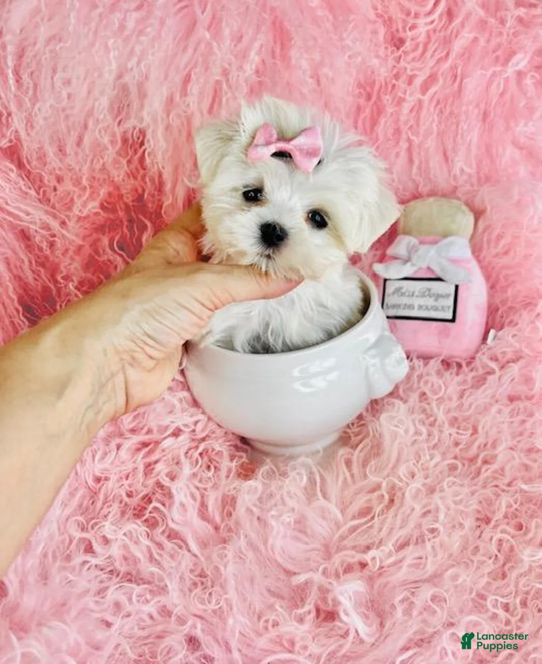 Maltese dogs for sale: Maltese Puppy 1 - Ad 1
