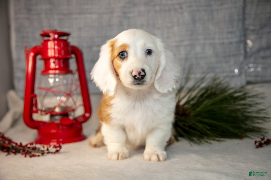 Miniature Dachshund dogs for sale: Dumbo - Ad 2