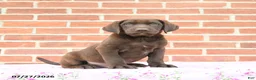 Labrador Retriever dogs for sale: Porter - Ad 1