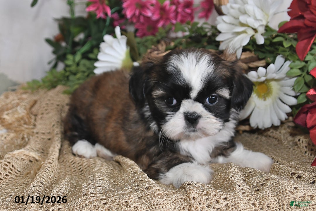 Shih Tzu dogs for sale: Beauty - Ad 2
