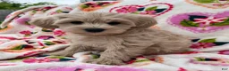 Miniature Schnauzer dogs for sale: Cali - Ad 5