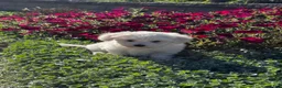 Coton De Tulear dogs for sale: Charles  - Ad 6