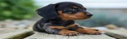 Miniature Dachshund dogs for sale:  Tilly 🎀 - Ad 5