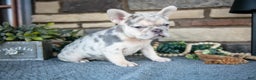French Bulldog dogs for sale: Rosalie - Ad 1