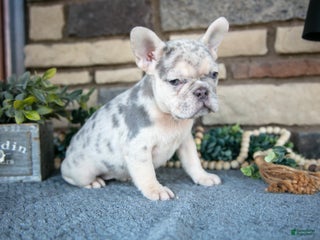 French Bulldog dogs for sale: Rosalie - Ad 2