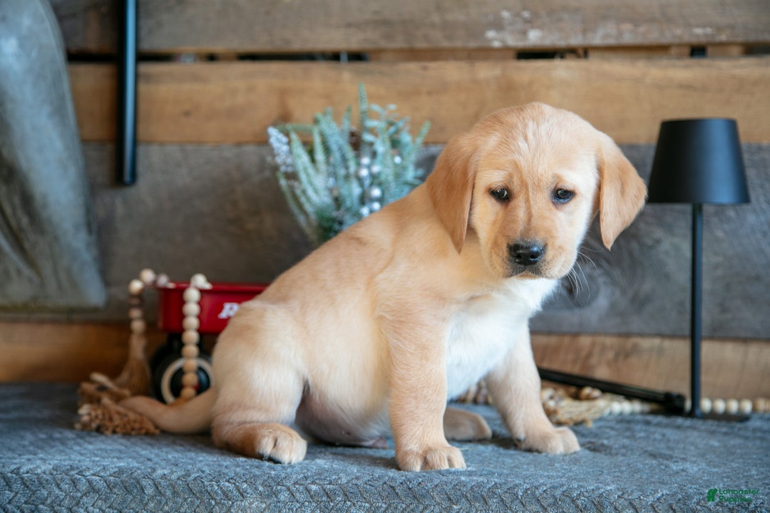 Goldador dogs for sale: Preston - Ad 2