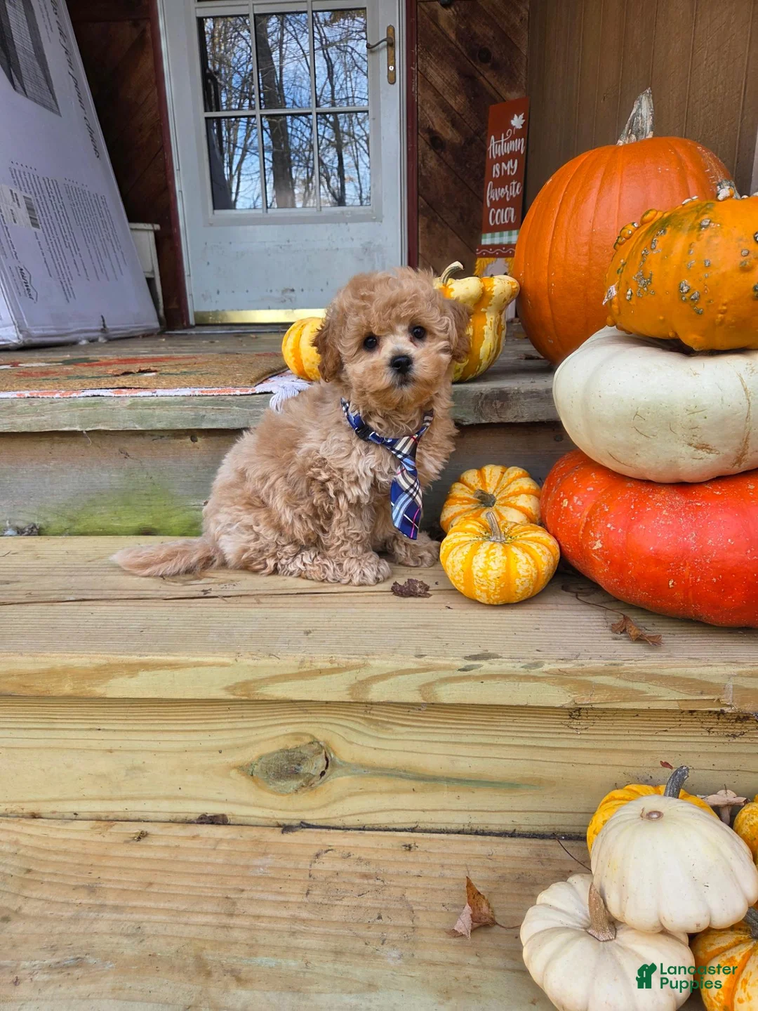 Shihpoo dogs for sale: Waffles  - Ad 1