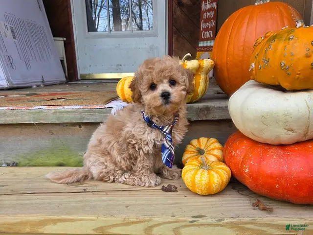 Shihpoo dogs for sale: Waffles - Ad 1