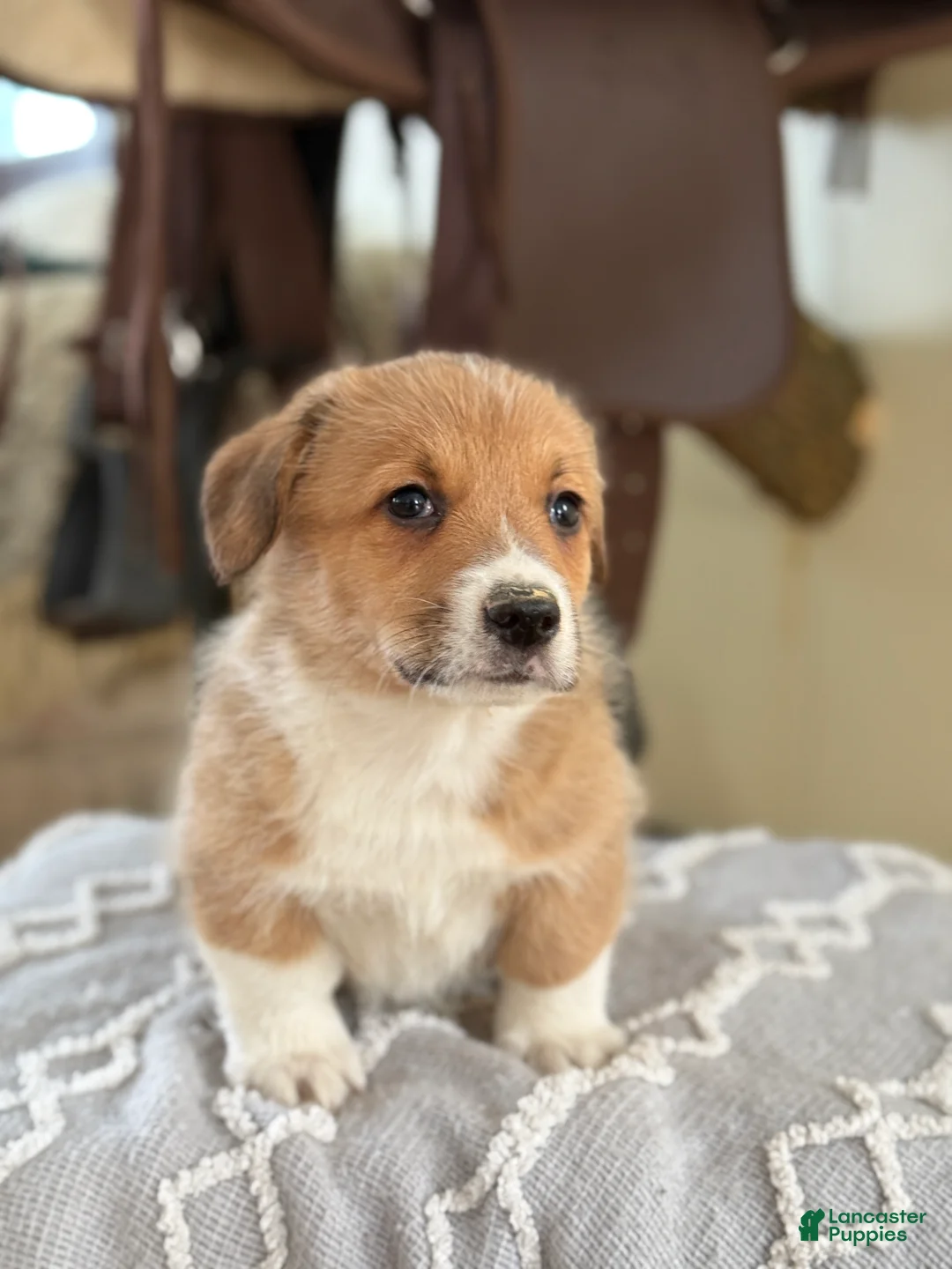 Welsh Corgi Pembroke dogs for sale: Frankie - Ad 6