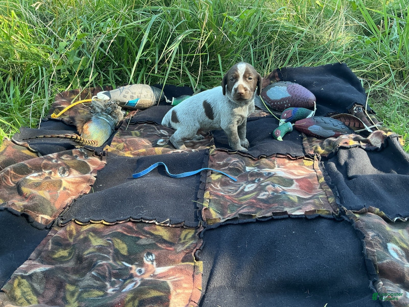 Wirehaired Pointing Griffon dogs Wirehaired Pointing Griffon Male 4 - Ad 18