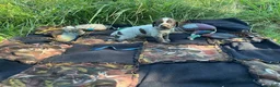 Wirehaired Pointing Griffon dogs for sale: Wirehaired Pointing Griffon Male 4 - Ad 1