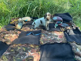 Wirehaired Pointing Griffon dogs Wirehaired Pointing Griffon Male 4 - Ad 18