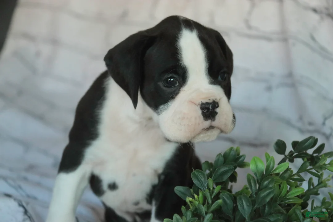 Boxer dogs for sale: Jasper - Ad 2