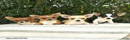 Chihuahua dogs for sale: Patriot  - Ad 5